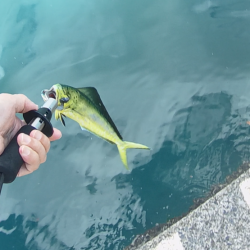 ぺんぺんシイラとサンバソウのせいでサヨリが釣れない